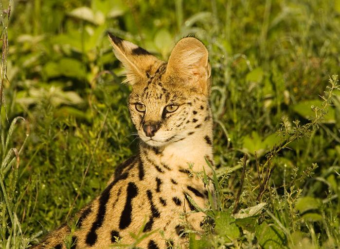 serval.cat.c01.25.2007.JZ3F1688b-700.JPG