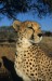 621_gepard-cheetah.jpg