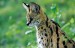 serval6-big.jpg
