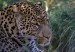548_levhart-7-leopard.jpg