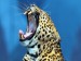 549_levhart-8-leopard.jpg